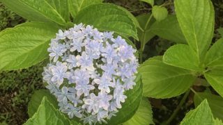 越谷整形外科 開業日記